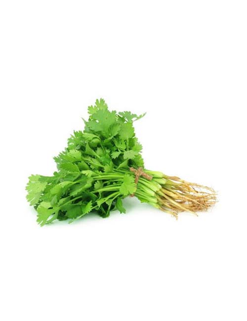 Coriander Bunch