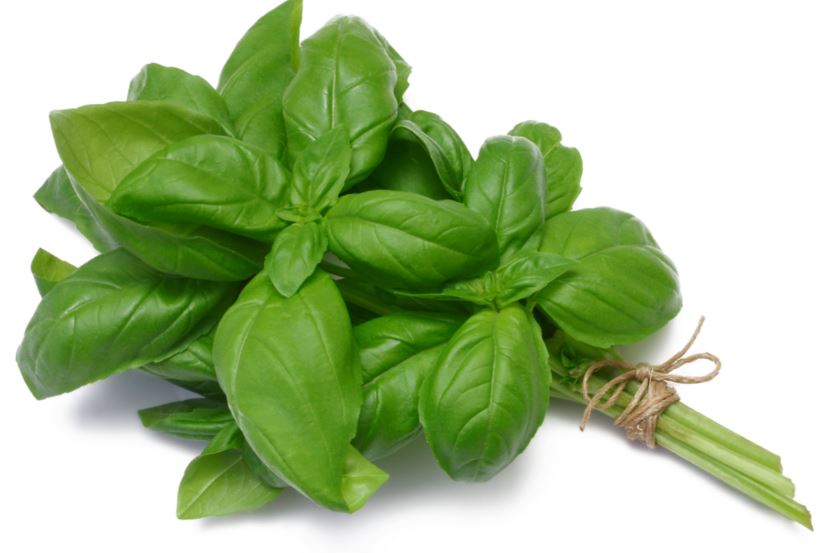 Basil Bunch