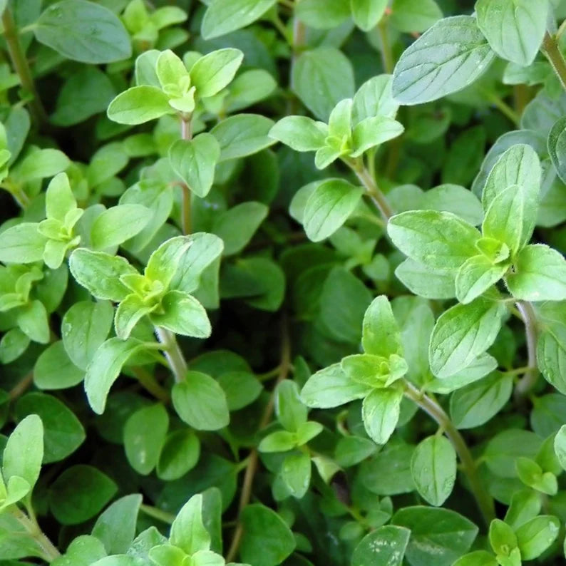 Oregano Bunch