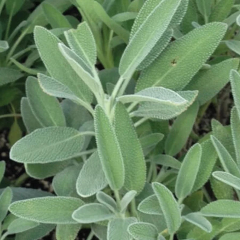 Sage Bunch