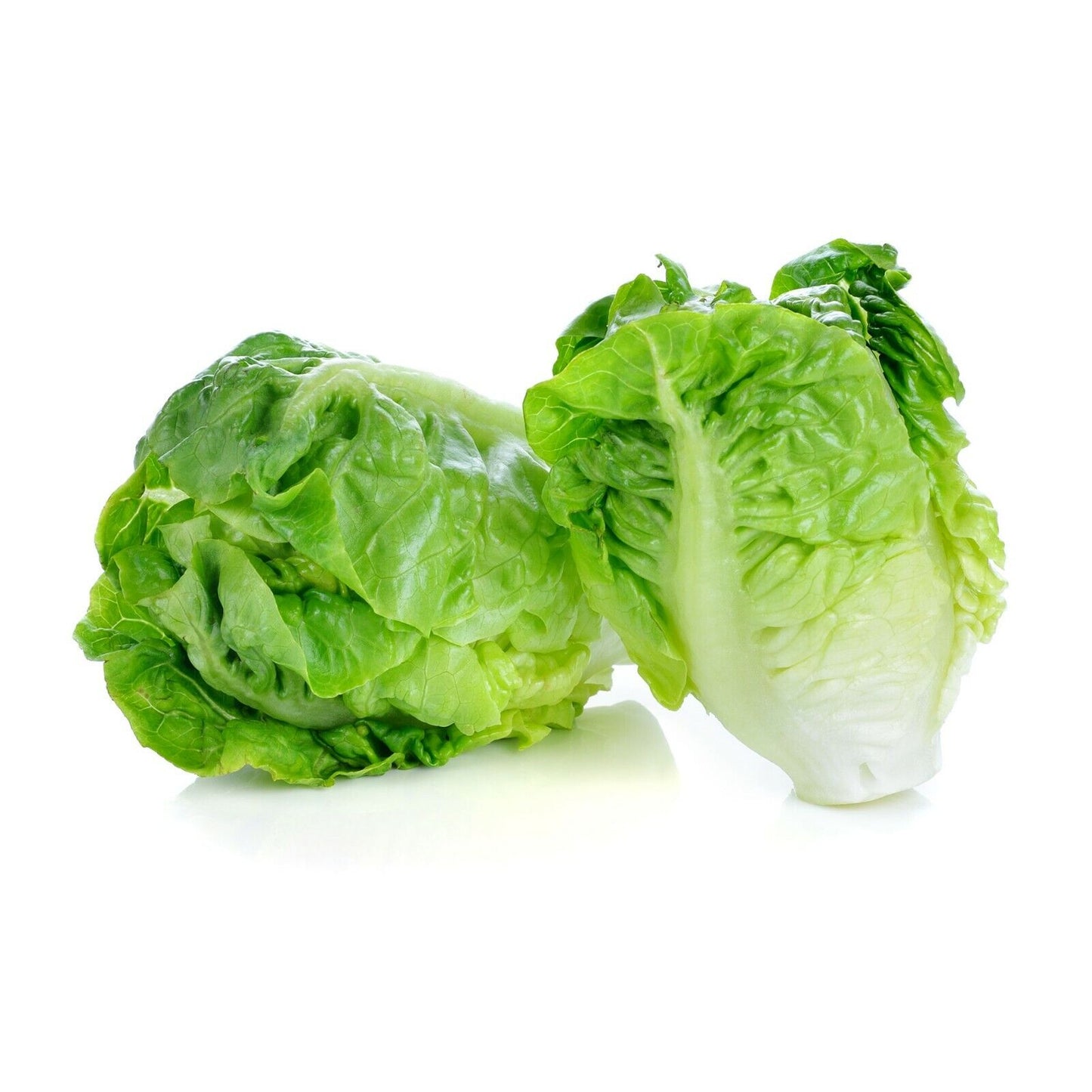 Lettuce Cos Twin Pack