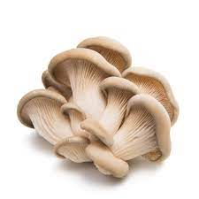 Mushroom Oyster Punnet