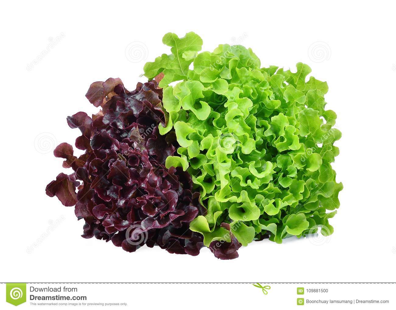 Lettuce Green and Red Oak Each